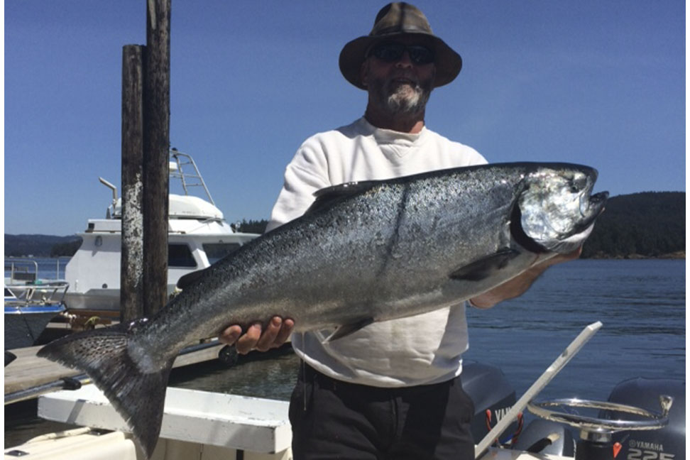 Chinook Salmon