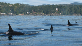 Whale Watching